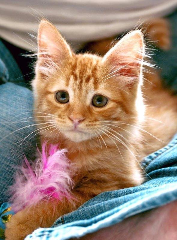 рэгдолл рыжий