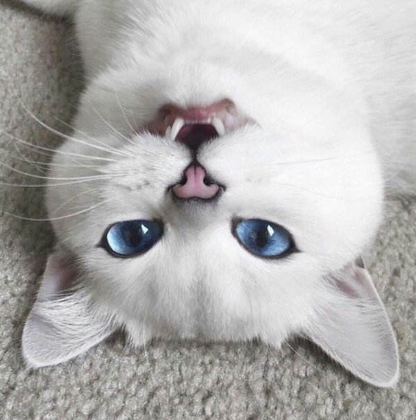 синеглазый коби