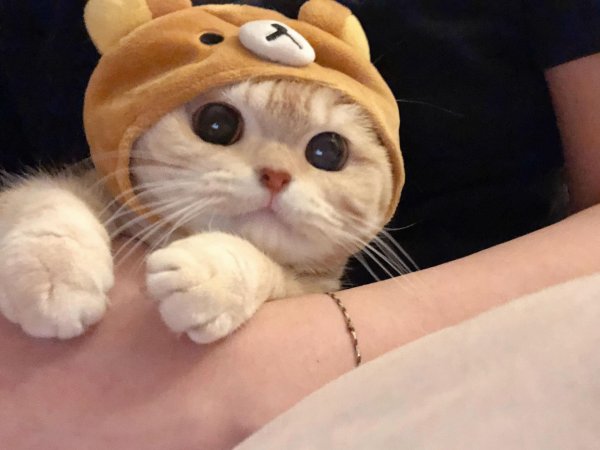 милая котик