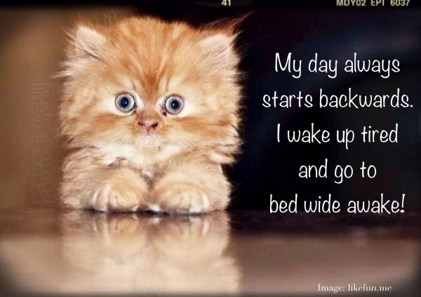 котенок милашка