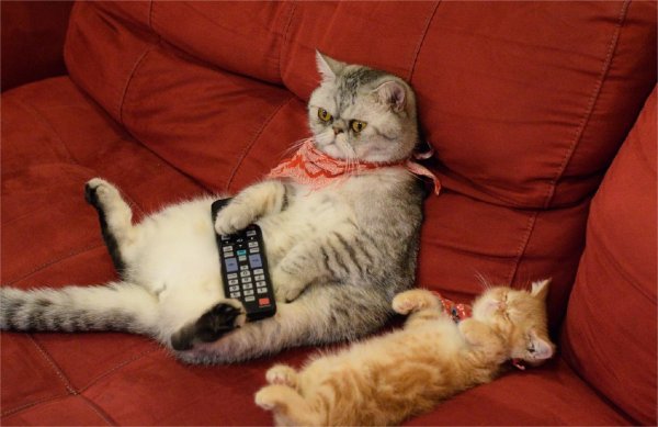 ленивые коты