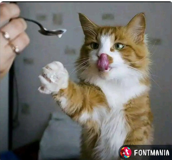 кот забавный