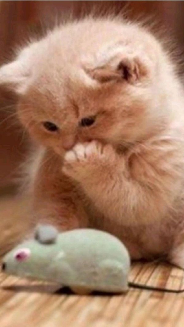 кошки маленькие