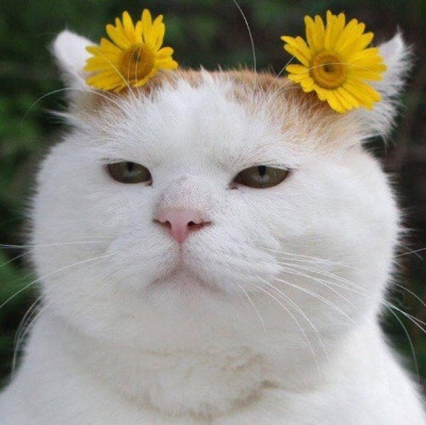 смешные коты