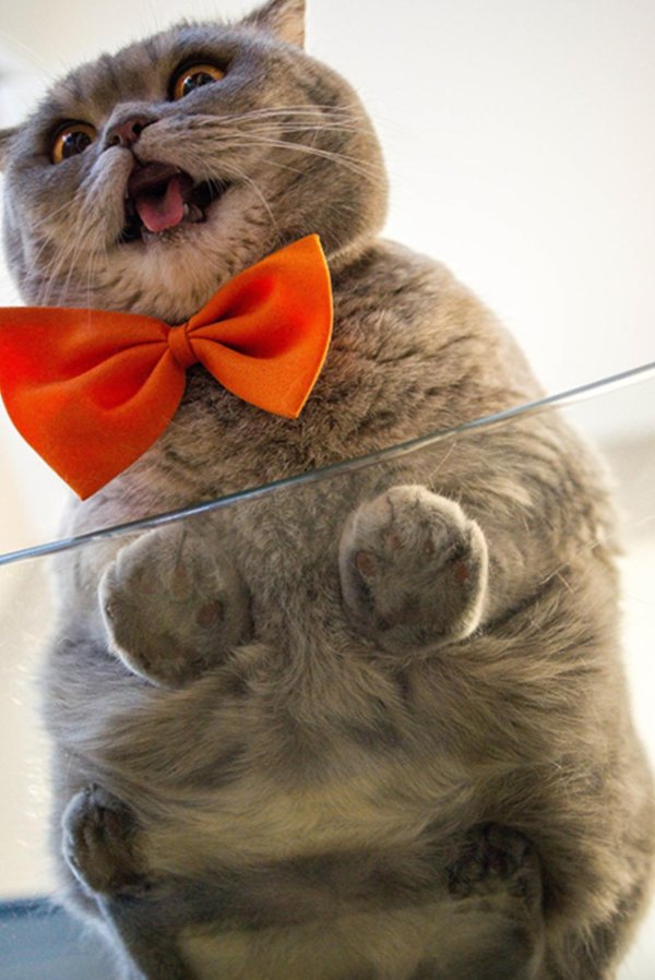 веселые котики