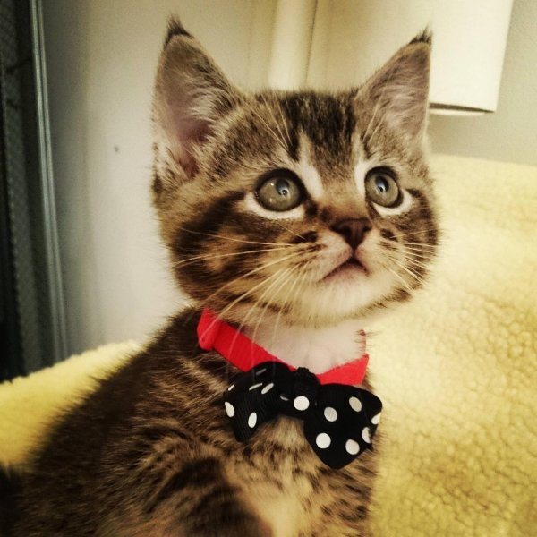 кошка с бантиком