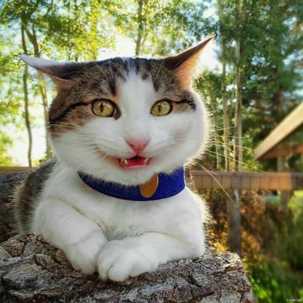 кот веселый