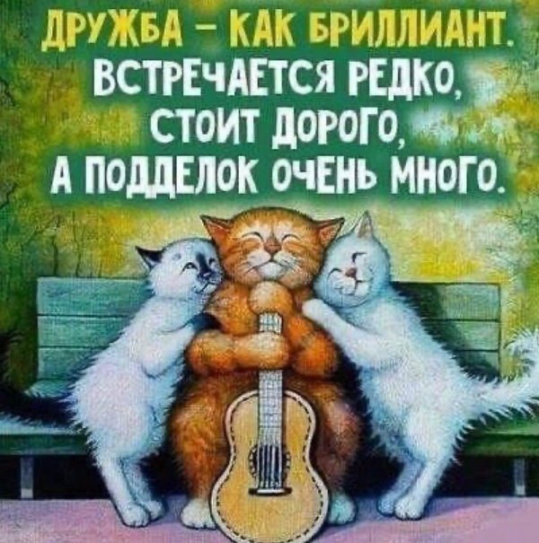 поющие котики