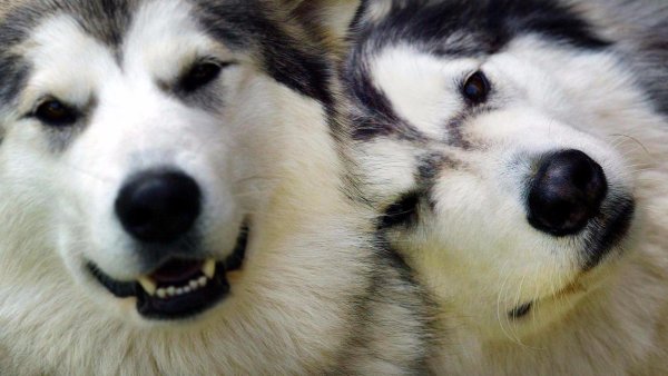 аляскинские маламуты