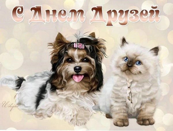 биверйоркширский терьер