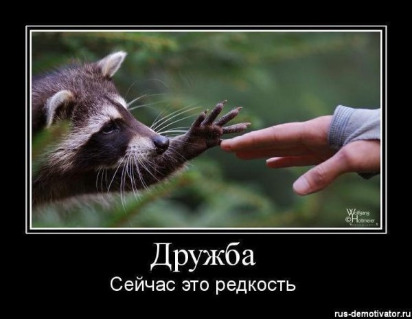 полоскун енот