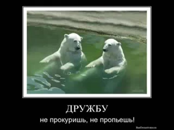 белая медведь