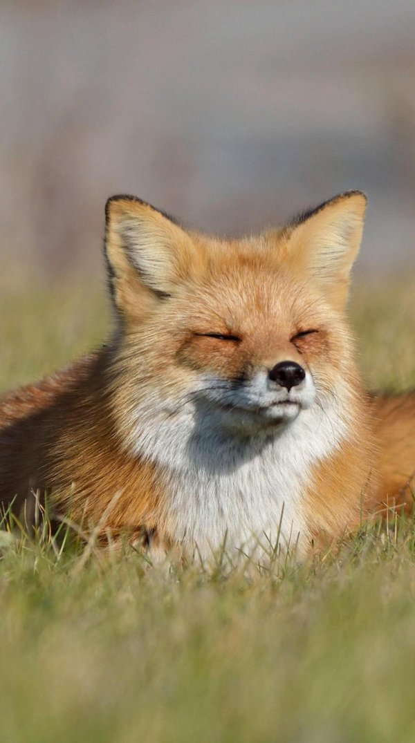 лисица летом