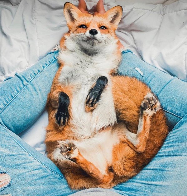 Лиса прикольные