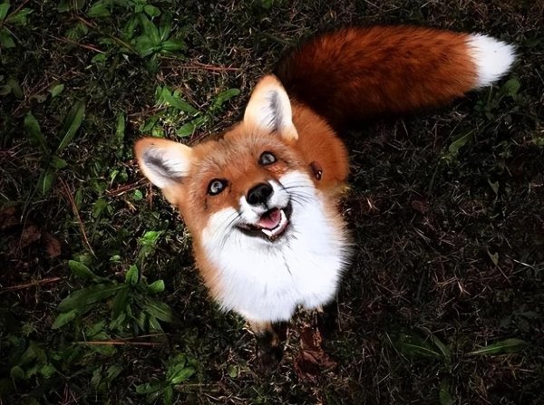 озорная лисичка