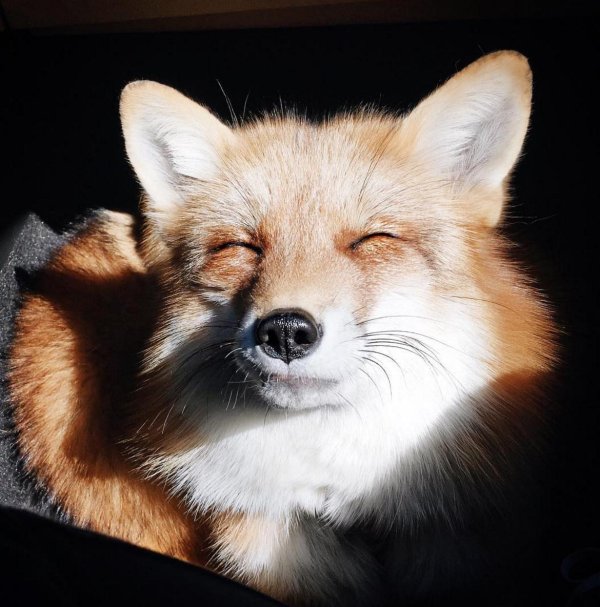 довольная лиса