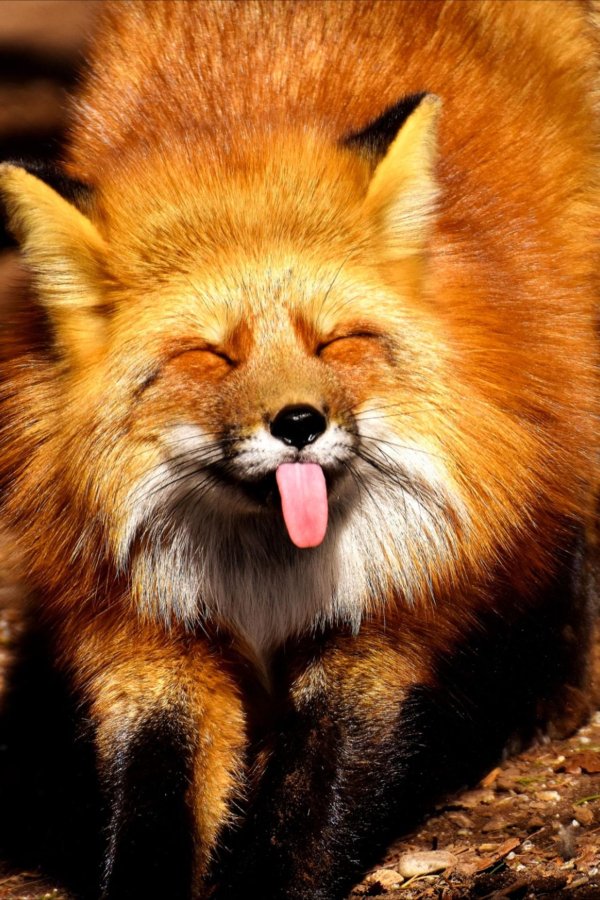 смешная лиса