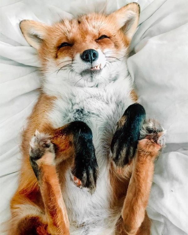 доброе утро лисенок