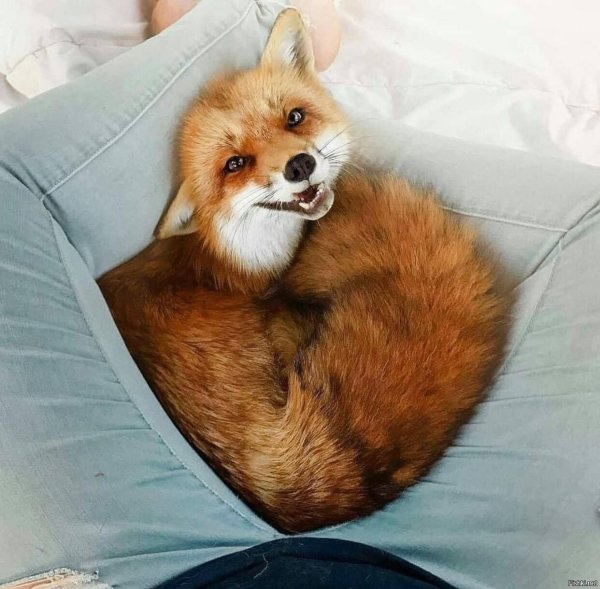 доброе утро с лисой