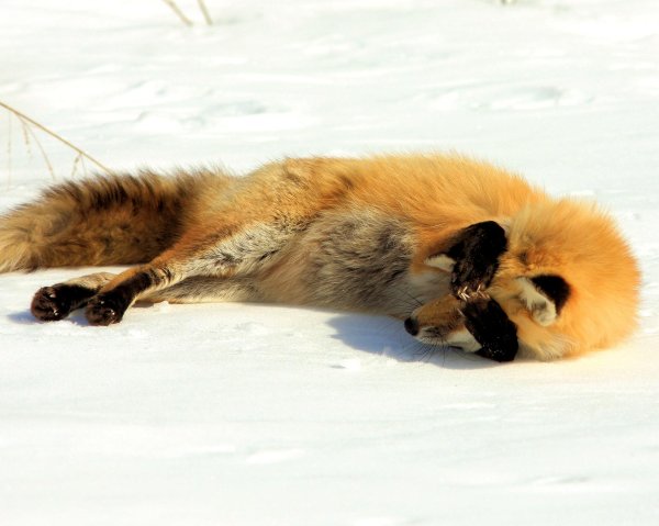 мертвая лиса