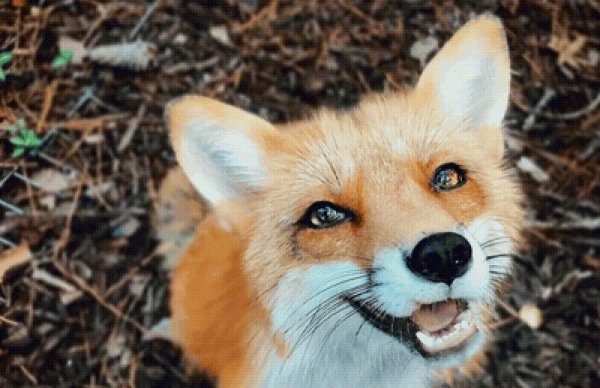 лиса джунипер