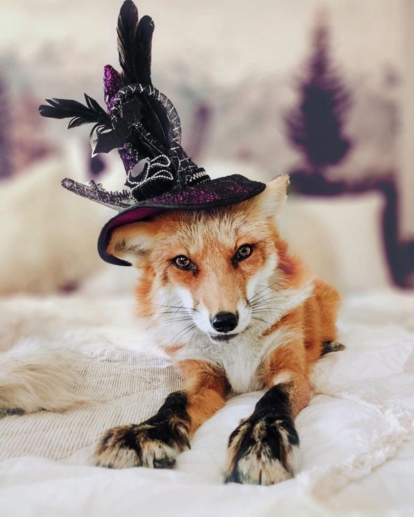 крутая лиса