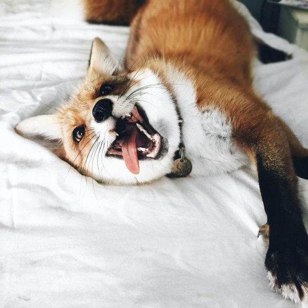 домашняя лиса