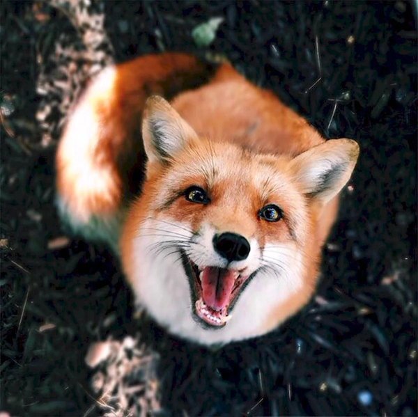 радостная лиса