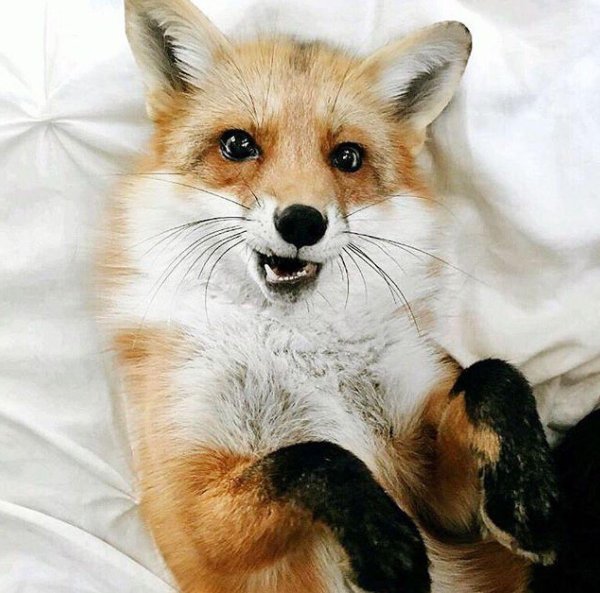 смешная лиса