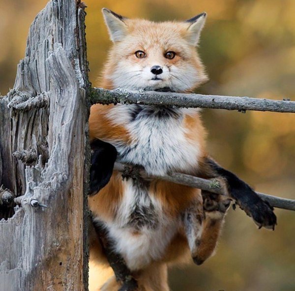 лиса лазает по деревьям