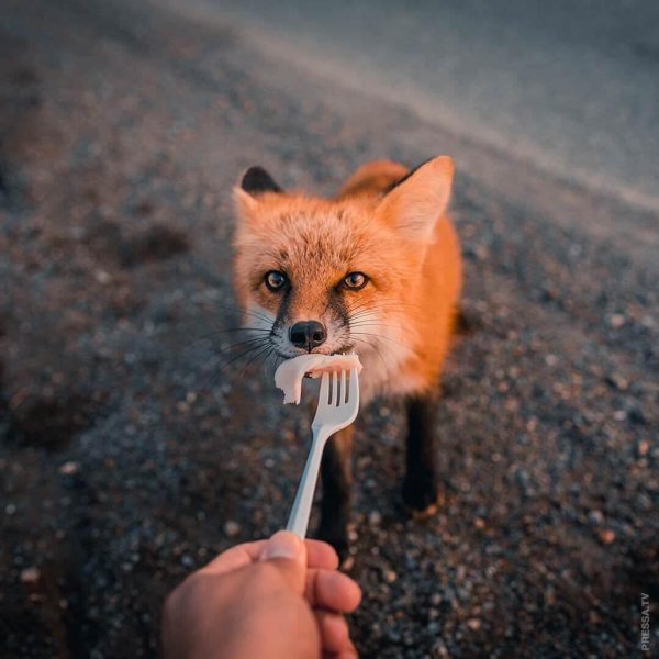 смешные лисы