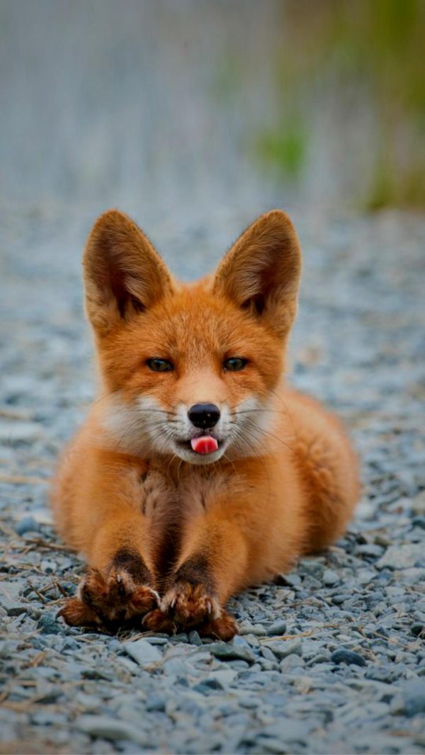 маленькие лисята