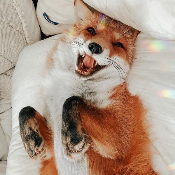 счастливая лиса