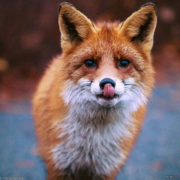 морда лиса
