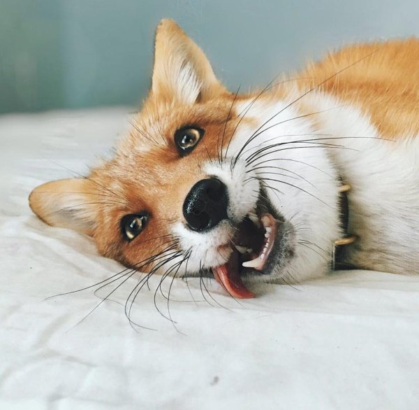 смешная лиса