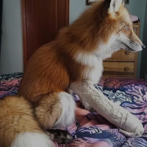 лиса домашняя