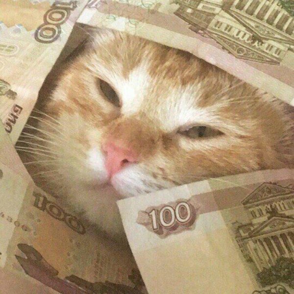 денежный кот