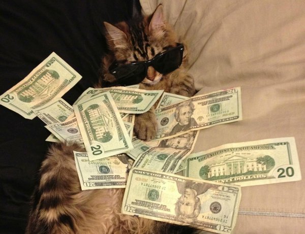 денежный котик