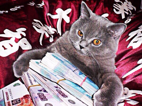 денежный котик