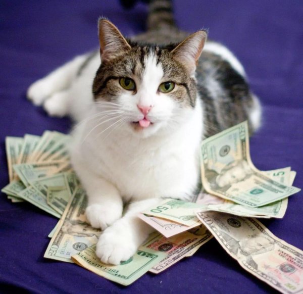 денежный котик
