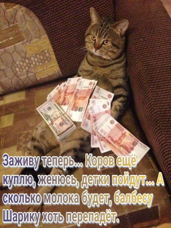денежный котик