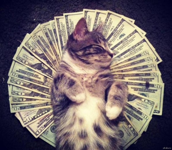 кот богатый