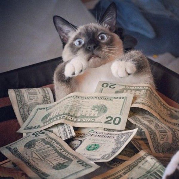 денежный котик