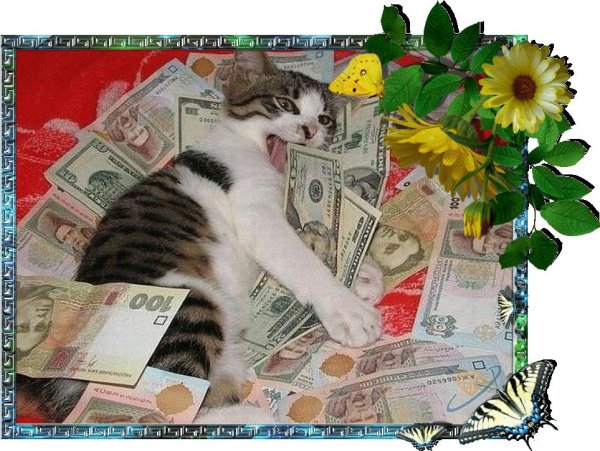 денежный котик
