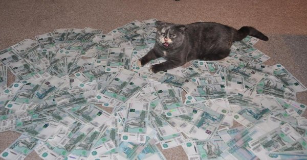 денежный котик