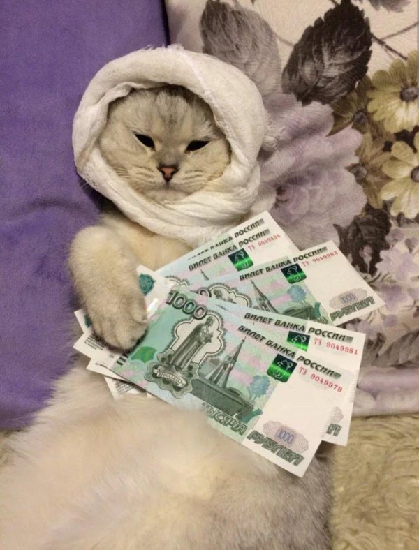 денежный котик