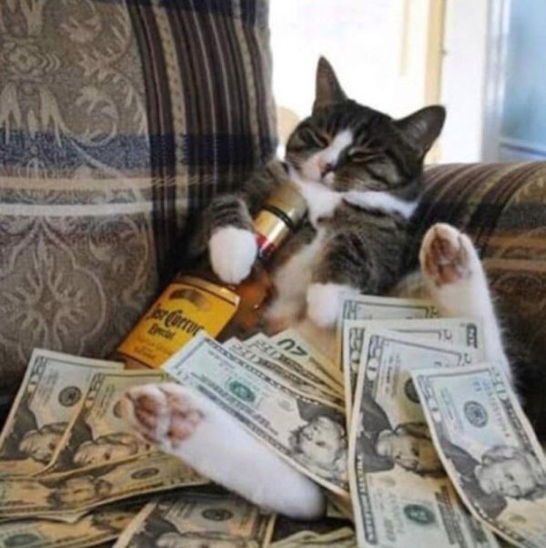 денежный котик