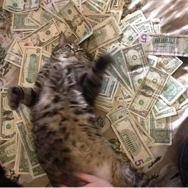 денежный котик