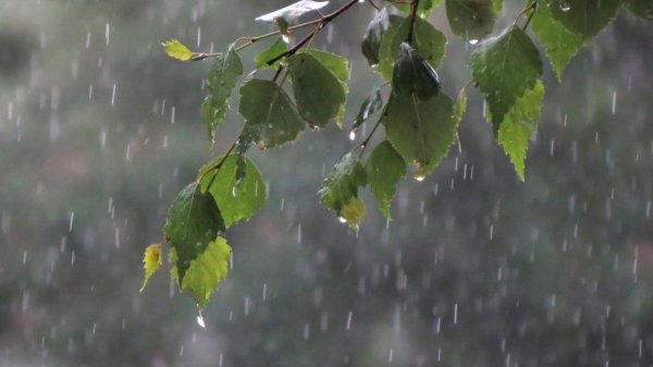 ветка березы