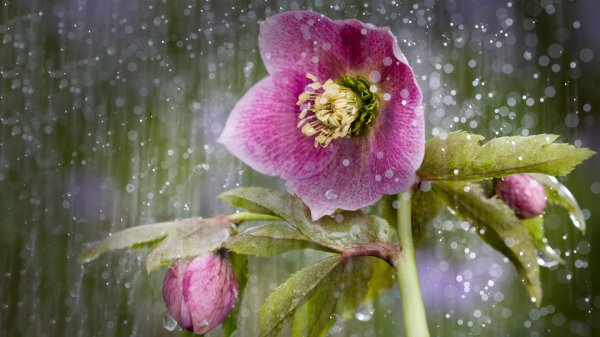helleborus orientalis